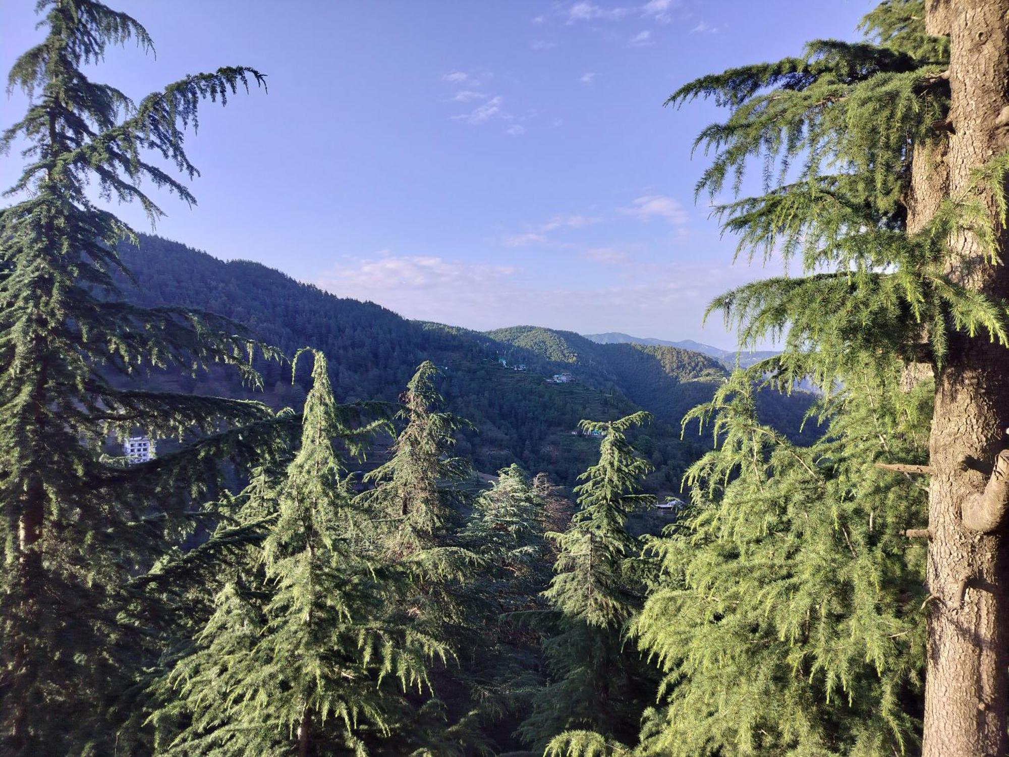 Tree Valley Homestay Chail Exterior foto